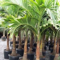 palmeira veitchia.jpg